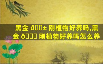 黑金 🐱 刚植物好养吗,黑金 🐒 刚植物好养吗怎么养